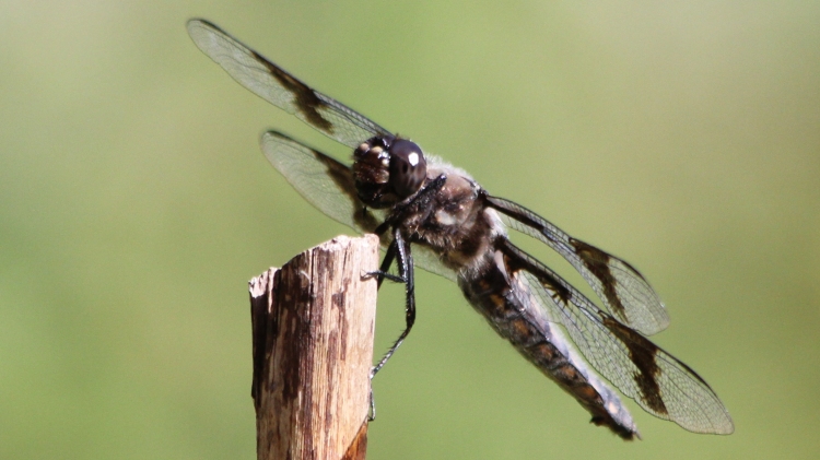 Dragonfly ... Thinking?